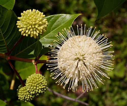 Cephalanthus occidentalis